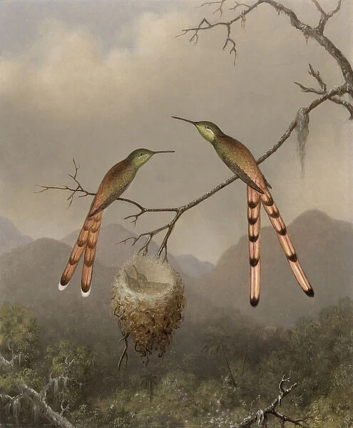 Two Hummingbirds with Their Young, c. 1865 (oil on canvas)