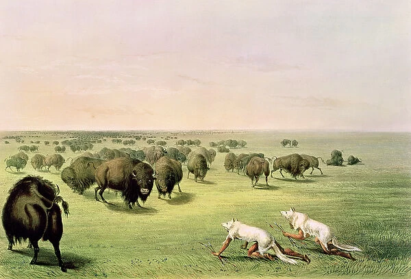 Hunting Buffalo Camouflaged with Wolf Skins, c. 1832 (coloured engraving)