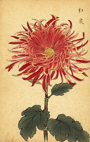 Hybrid pink and crimson chrysanthemum. 1893 (engraving)