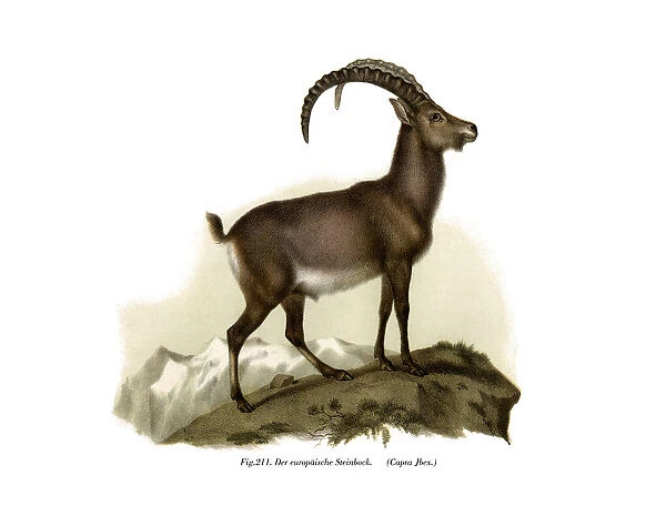 Ibex, 1860 (colour litho)