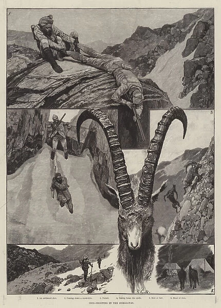 Ibex-Shooting in the Himalayas (engraving)