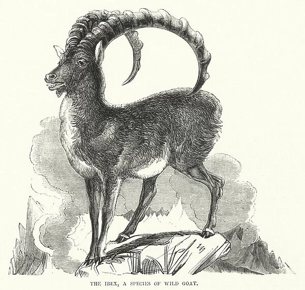 The Ibex, a Species of Wild Goat (engraving)