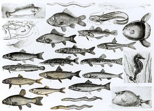 Ichthyology, Osseous Fishes, Marisipobranchs (litho) (b  /  w photo)