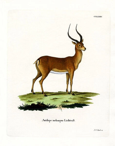 Impala (coloured engraving)
