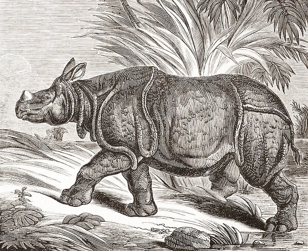 The Indian rhinoceros, or greater one-horned rhinoceros, from The Penny Magazine