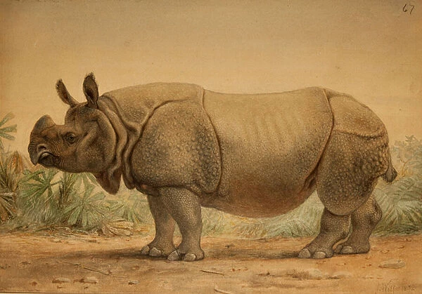 Indian Rhinoceros (w  /  c on paper)