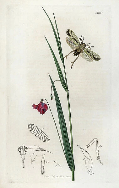 Insect asiraca and nissole peasant plant. Lithograph by John Curtis (1791-1862) published in 'British Entomology', a collection of 770 illustrations and descriptions of British insects, London, England, 1824 to 1839