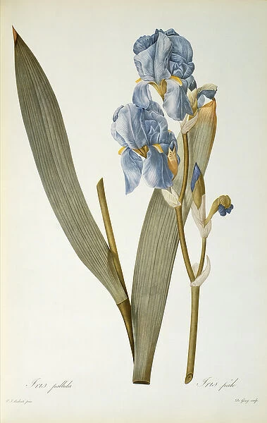 Iris Pallida, from Les Liliacees, 1812 (coloured engraving)