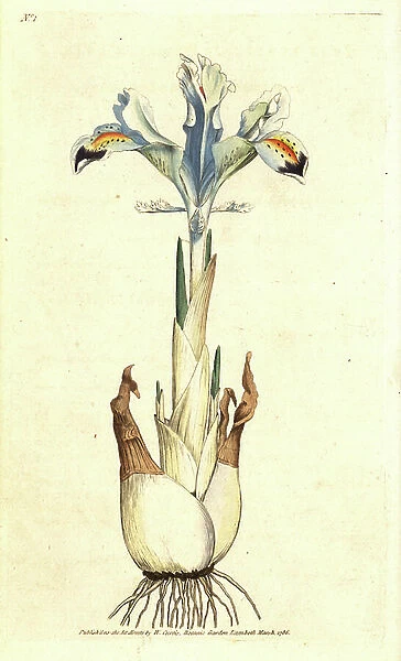 Iris (Persian rose) - Persian iris, Iris persica. Handcolured copperplate engraving after a botanical illustration by James Sowerby from William Curtis The Botanical Magazine, Lambeth Marsh, London, 1786