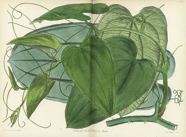 Jamaica sarsaparilla, Smilax officinalis. Handcoloured lithograph by Hanhart after a botanical illustration by David Blair from Robert Bentley and Henry Trimen's Medicinal Plants, London, 1880