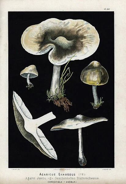 Jambu agaric (Agaricus gambosus). Chromolithography of C.Krause, based on an illustration by Fritz Leuba (1848-1910), in Les champignons edibles et les especes veneneuses with which they could be confused, published by Delachaux and Niestle