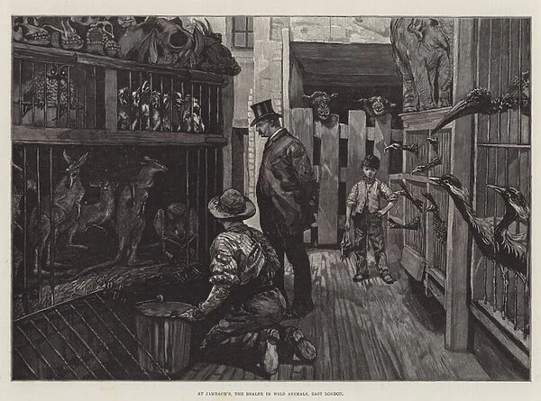 At Jamrach s, the Dealer in Wild Animals, East London (engraving)