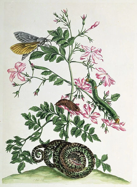 Jasmine: with snake, moth, caterpiller and chrysalis, plate 46 from