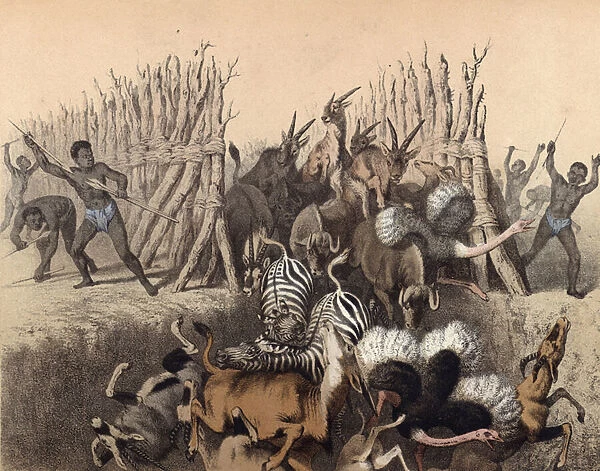Kaffirs driving animals into a pit (chromolitho)
