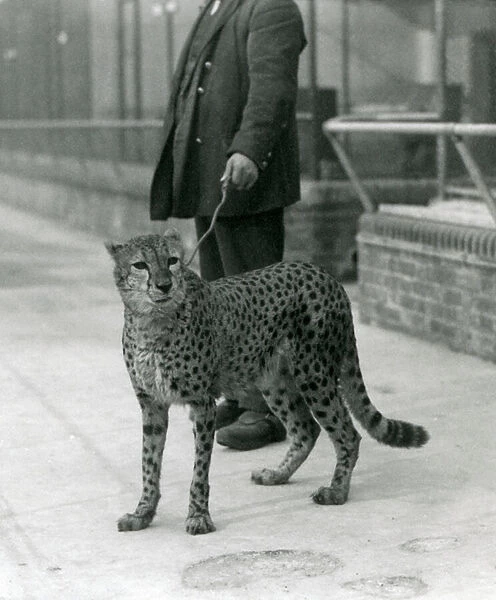 A keeper with a Cheetah on a lead, London Zoo, 1931 (b  /  w photo)