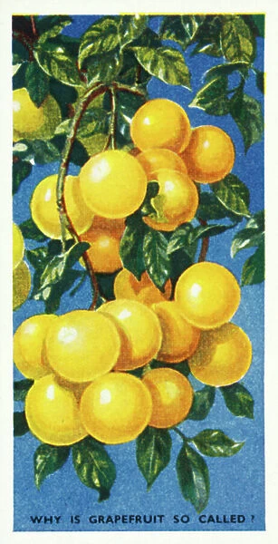 Do You Know: Why is grapefruit so called? (colour litho)