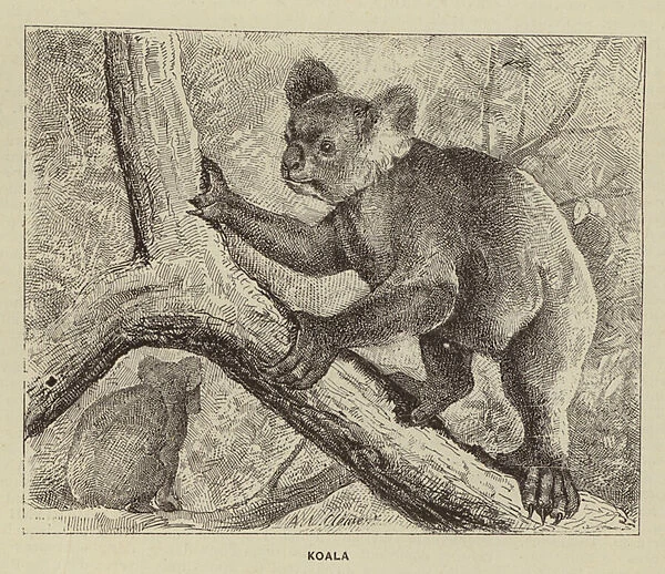 Koala (engraving)