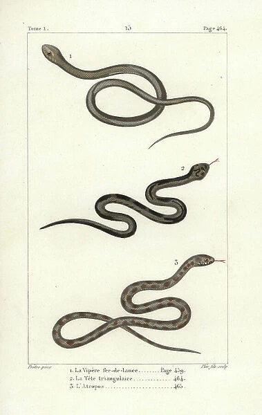 Lancehead, Bothrops atrox 1, Ceylon pit viper, Trimesurus trigonocephalus 2 and berg adder, Bitis atropos 3. Handcoloured copperplate engraving by Pee Jr