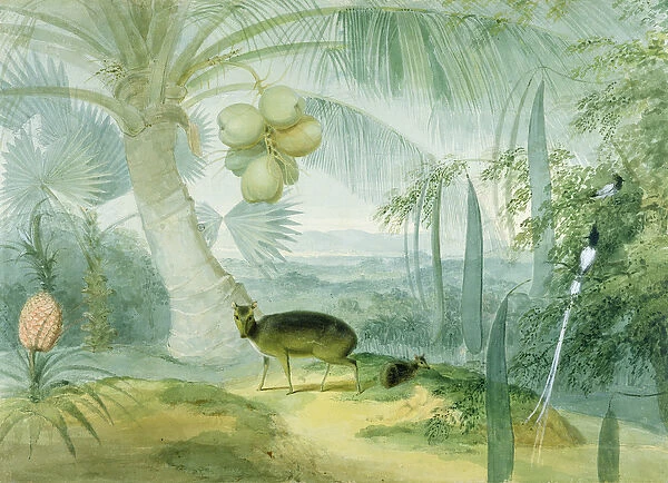 A Landscape in Ceylon, with Barking Deer and Fawn and a pair of Paradise Fly-Catchers, c