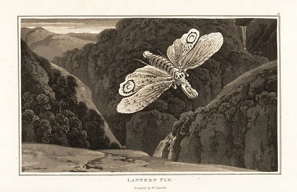 Lantern fly, Fulgora laternaria. 1807 (aquatint)