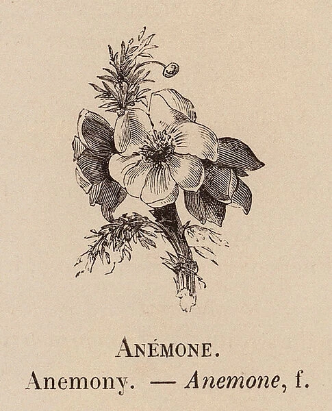 Le Vocabulaire Illustre: Anemone; Anemony (engraving)
