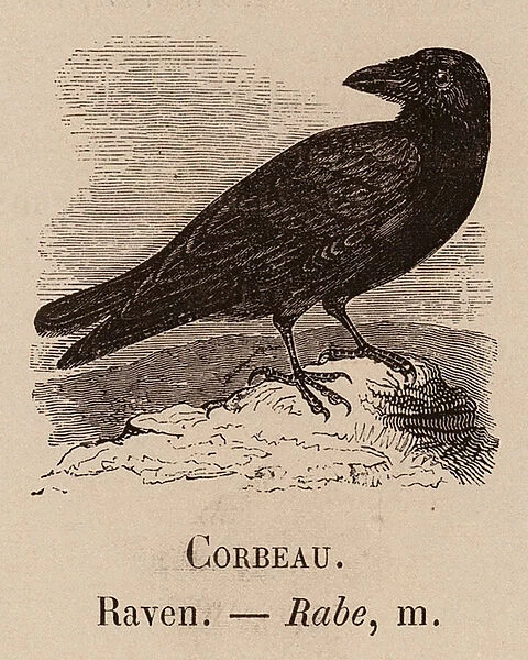 Le Vocabulaire Illustre: Corbeau; Raven; Rabe (engraving)