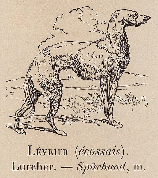 Le Vocabulaire Illustre: Levrier (ecossais); Lurcher; Spurhund (engraving)