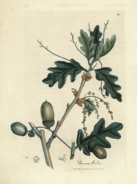 Leaves and acorns of the common oak, Quercus robur