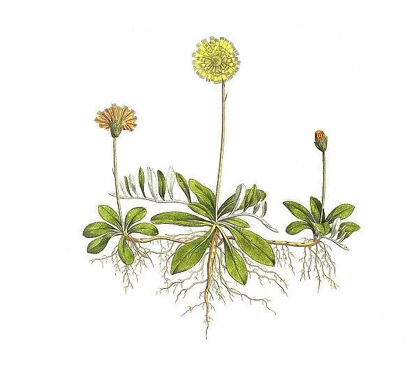 Lesser hawkweed, also mouse-ear hawkweed (Hieracium pilosella) or mouse-ear hawkweed