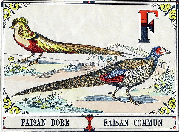 Letter F: Common Pheasant and Common Pheasant. Engraving in ' Great alphabet of birds'. Private Collection