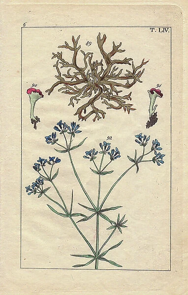 Lichen and dry cleaners. Coloured copper engraving, based on an illustration by Gottlieb Tobias Wilhelm (1758-1811), in Encyclopedie d'histoire naturelle, published in Vienna (Austria), 1816. Lichen and stiff marsh bedstraw, Galium tinctorium