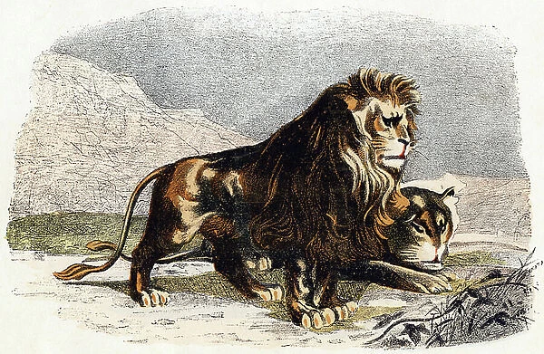 Lion and lioness- ' Alphabet illustrates animals' 19th century (engraving)