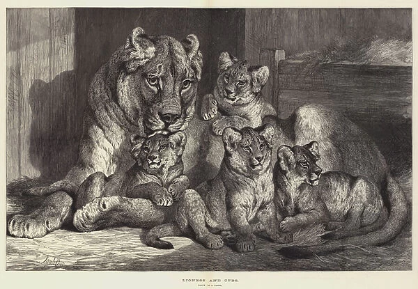 Lioness and Cubs (engraving)