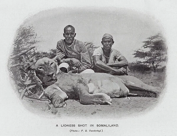 A lioness shot in Somaliland (b / w photo)
