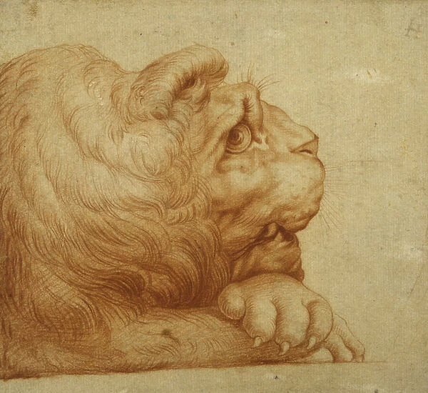 A lions head in profile (red chalk on white paper)