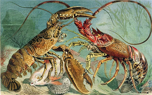 Lobster and Spiny Lobster, plate from 'Brehms Tierleben