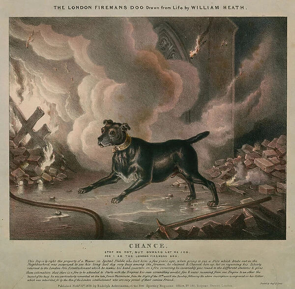 The London firemans dog (coloured engraving)