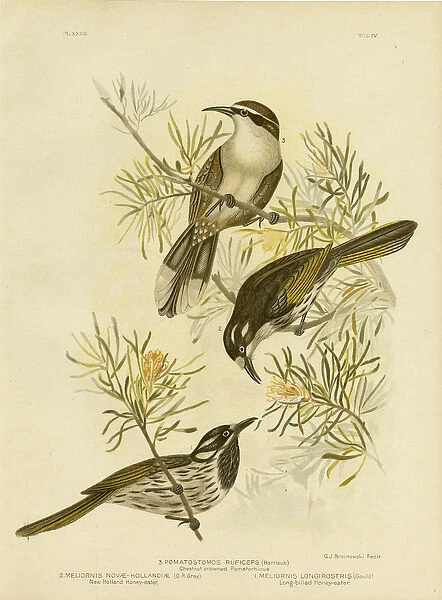 Long-Billed Honeyeater, 1891 (colour litho)