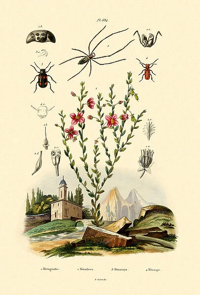 Long-jawed Spider, 1833-39 (coloured engraving)