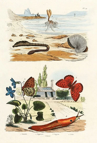 Lungworm, 1833-39 (coloured engraving)