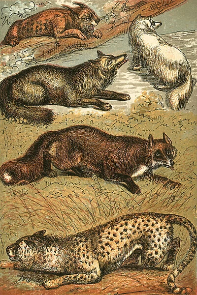 Lynx, Cross Fox, Arctic Fox, Common Fox and Cheetah