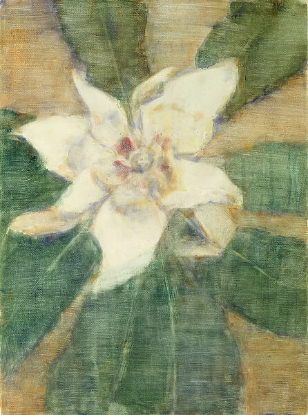 Magnolia Grandiflora (tempera on canvas)