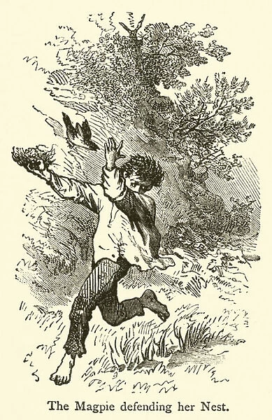 The Magpie defending her Nest (engraving)