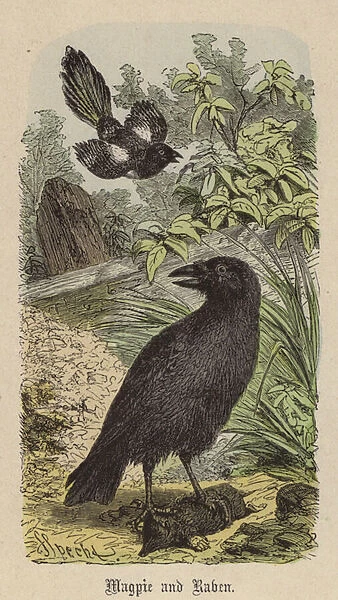 Magpie and Raven (coloured engraving)