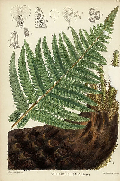 Male fern, Aspidium filix-mas. Handcoloured lithograph by Hanhart after a botanical illustration by David Blair from Robert Bentley and Henry Trimen's Medicinal Plants, London, 1880
