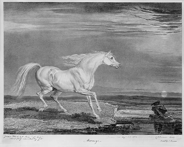 Marengo, the favourite charger of Napoleon I, c. 1815 (etching)