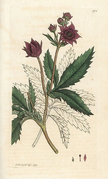 Marsh cinquefoil, Comarum marsh. Handcoloured copperplate engraving by James Sowerby from James Smiths English Botany, London, 1794