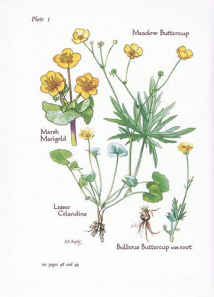 Marsh Marigold, Lesser Celandine, Meadow Buttercup, Bulbous Buttercup