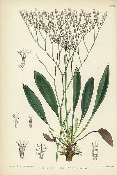 Marsh rosemary or sea lavender, Limonium carolinianum (Statice caroliniana). Handcoloured lithograph by Hanhart after a botanical illustration by David Blair from Robert Bentley and Henry Trimen's Medicinal Plants, London, 1880