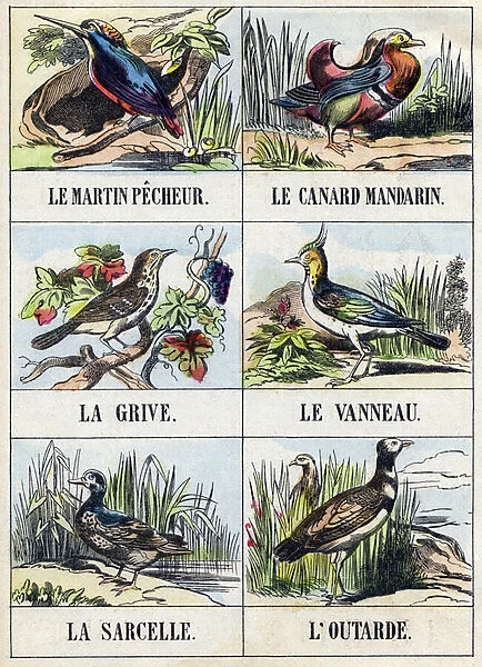 Martin ;Mandarin duck;Thrush;Lapb;Teal;Bustard. Engraving in '